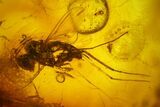 Fossil Flies (Diptera) And Gymnosperm Leaf In Baltic Amber #142201-2